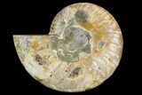 Cut & Polished Ammonite Fossil (Half) - Madagascar #157968-1